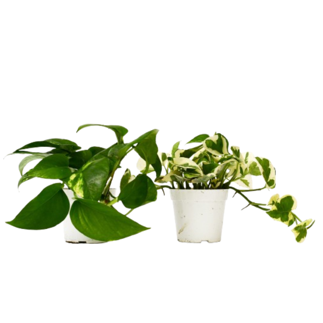 pothos bundle 2-Pack Pothos Variety Bundle 4" Live Trailing Plants by Succulents Box