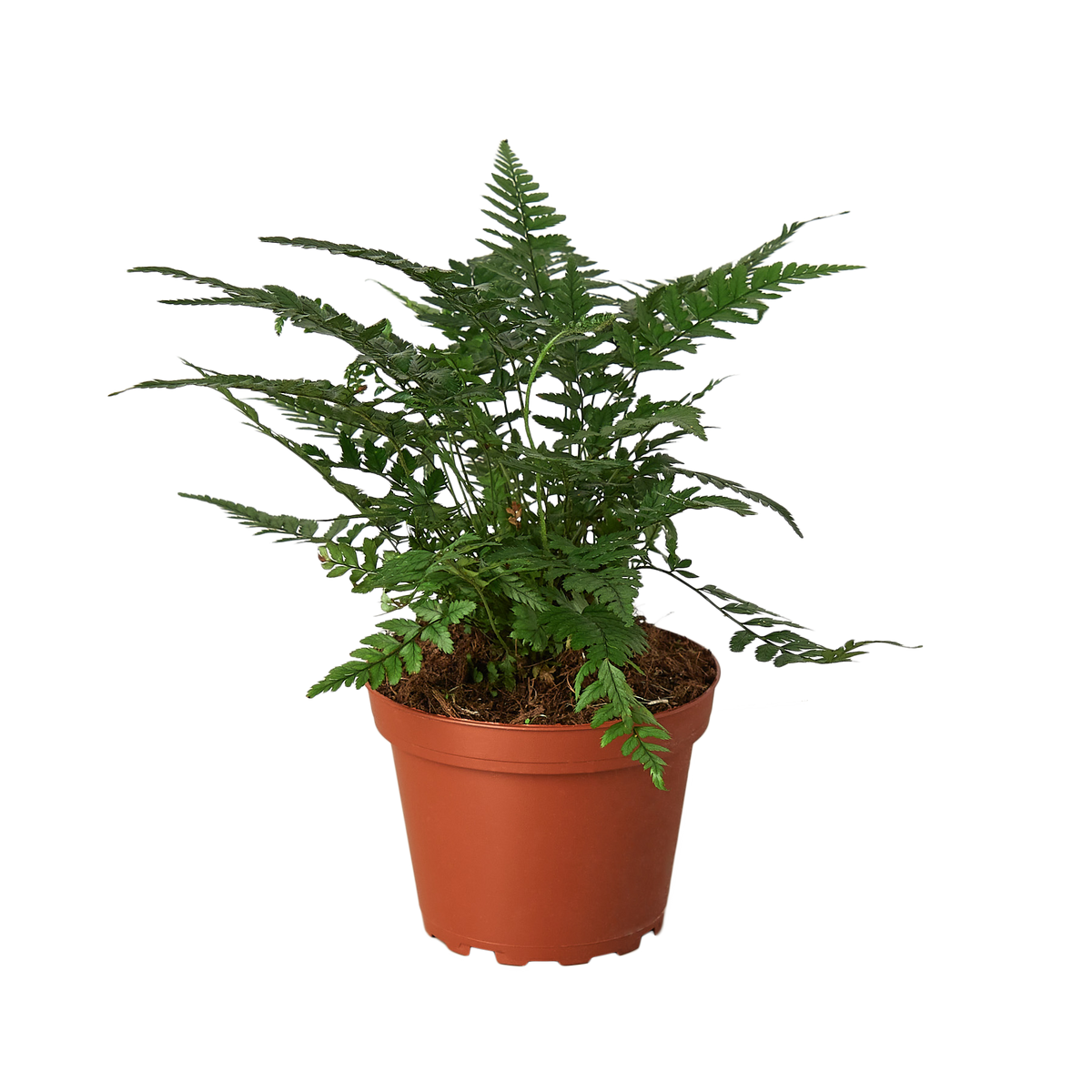 philodendron chocolate empress Philodendron Choco Empress – Willow & Wreath Plant Boutique