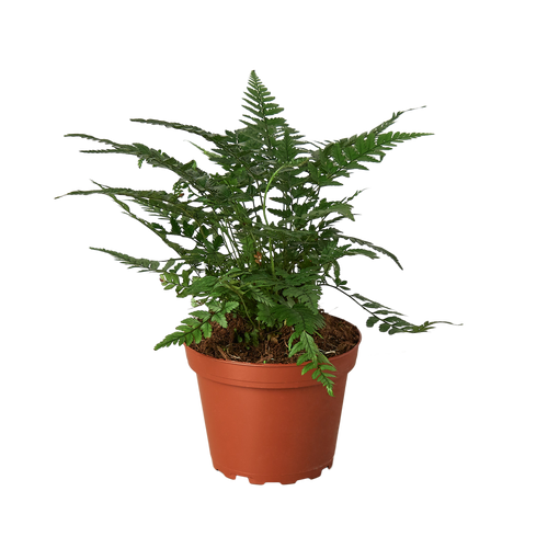 dracaena golden heart size Dracaena Golden Heart – Willow & Wreath Plant Boutique