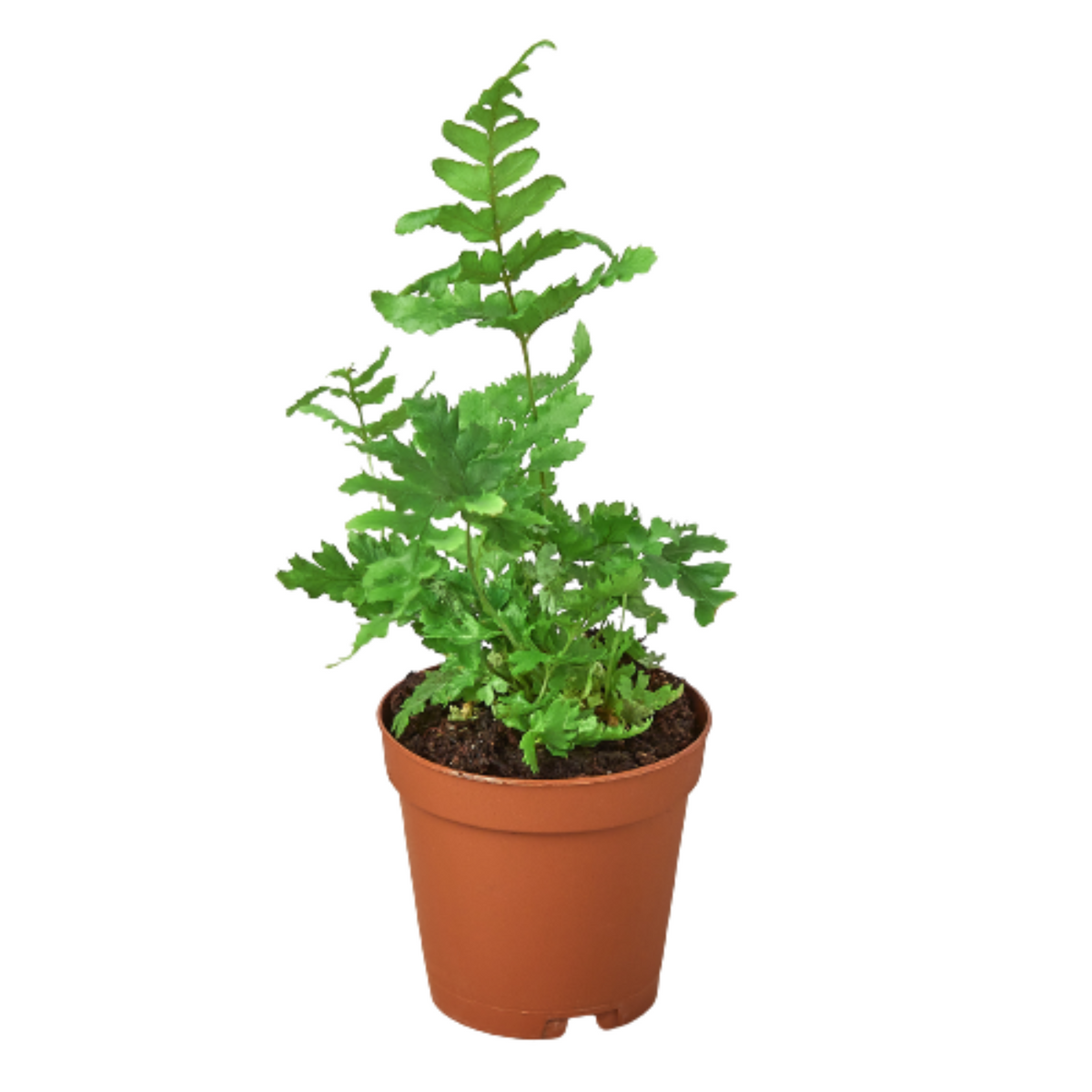 Stromanthe Sanguinea – Willow & Wreath Plant Boutique