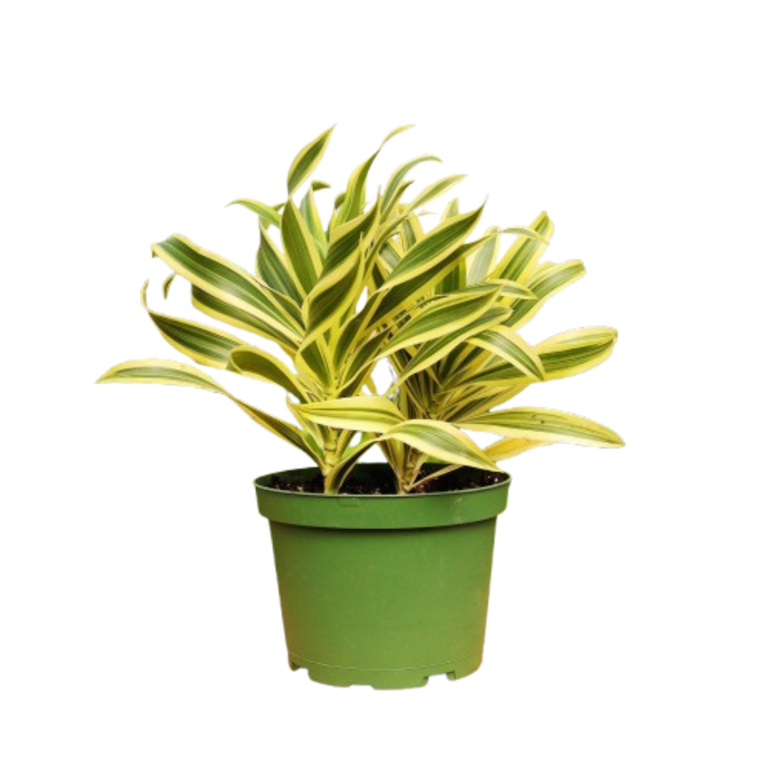 anthurium superbum bloom Anthurium 'Superbum' – Willow & Wreath Plant Boutique