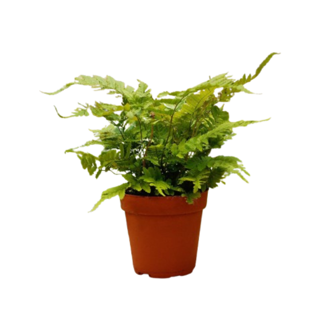 jaboa snake plant Snake Plant 'Jaboa' – Willow & Wreath Plant Boutique
