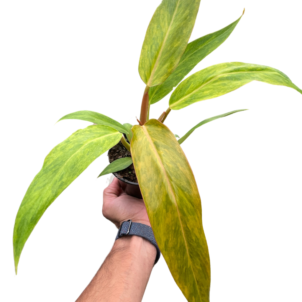 Philodendron 'Orange Marmalade'