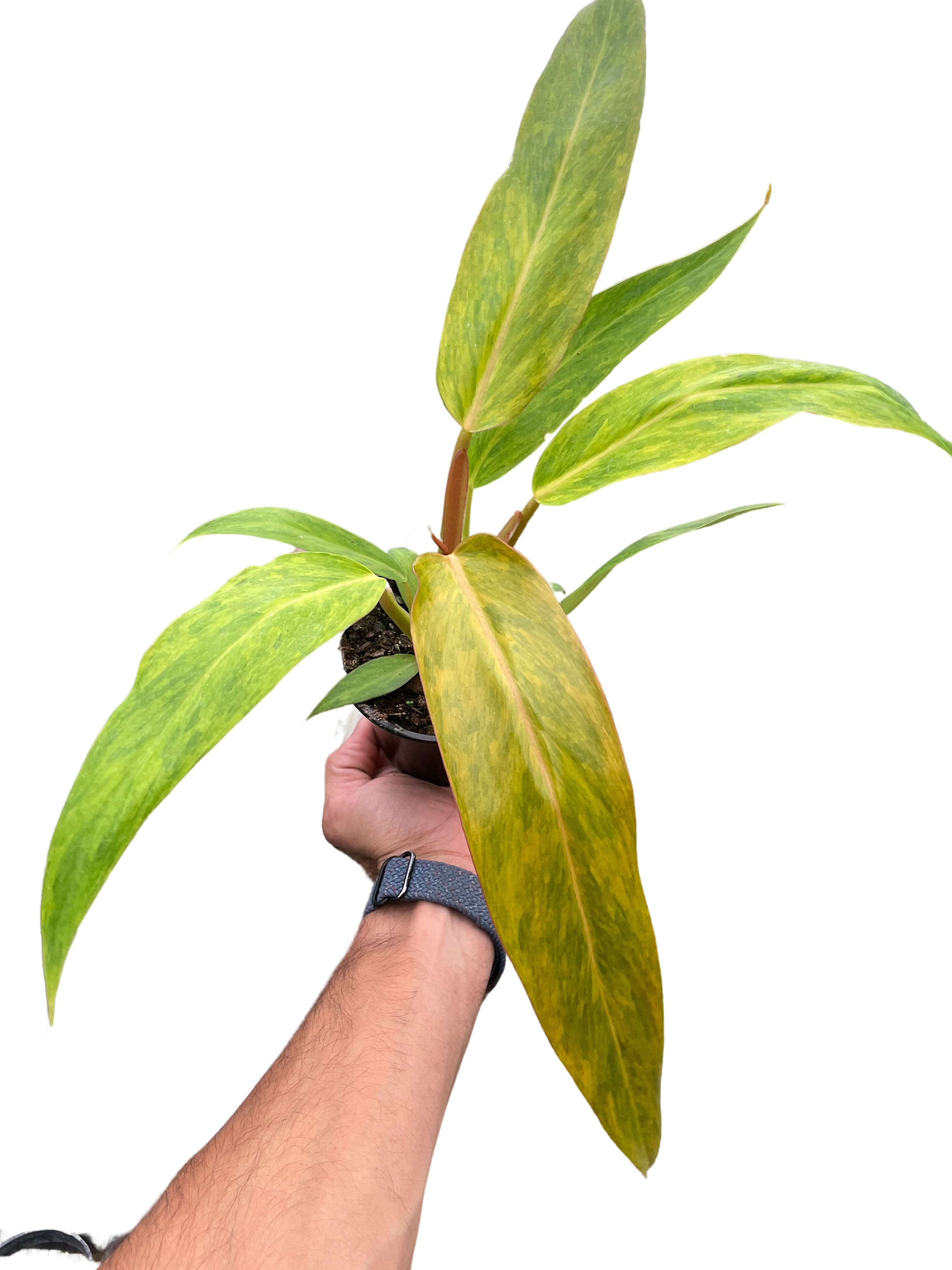 Philodendron 'Orange Marmalade'