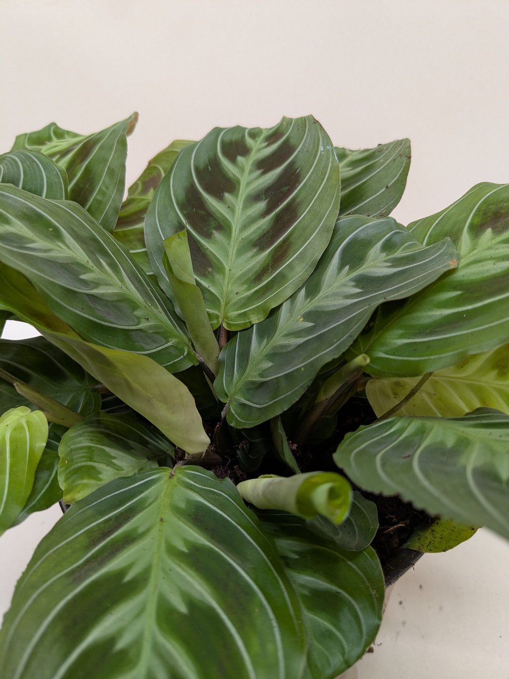 Maranta Black