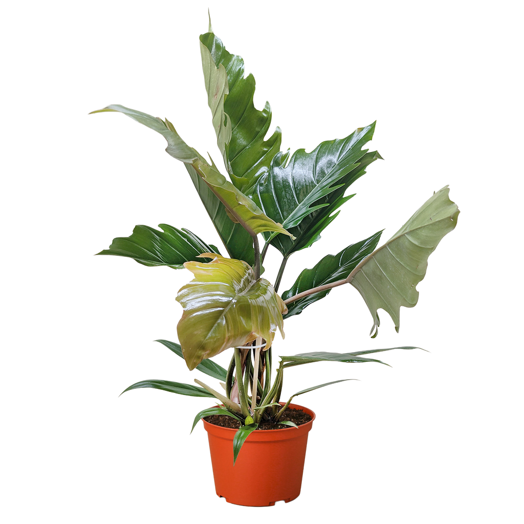 philodendron empress Philodendron Choco Empress – Willow & Wreath Plant Boutique