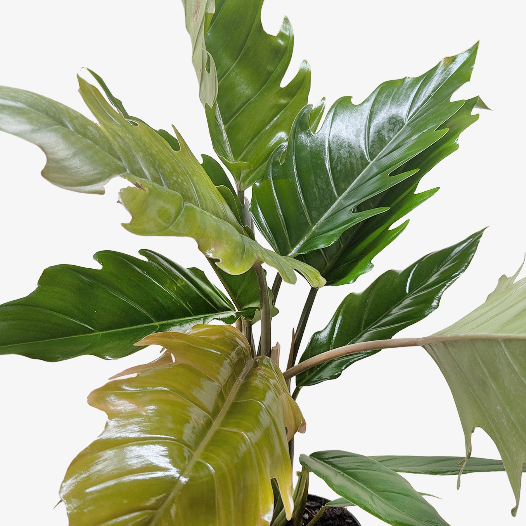 philodendron choco Philodendron Choco Empress