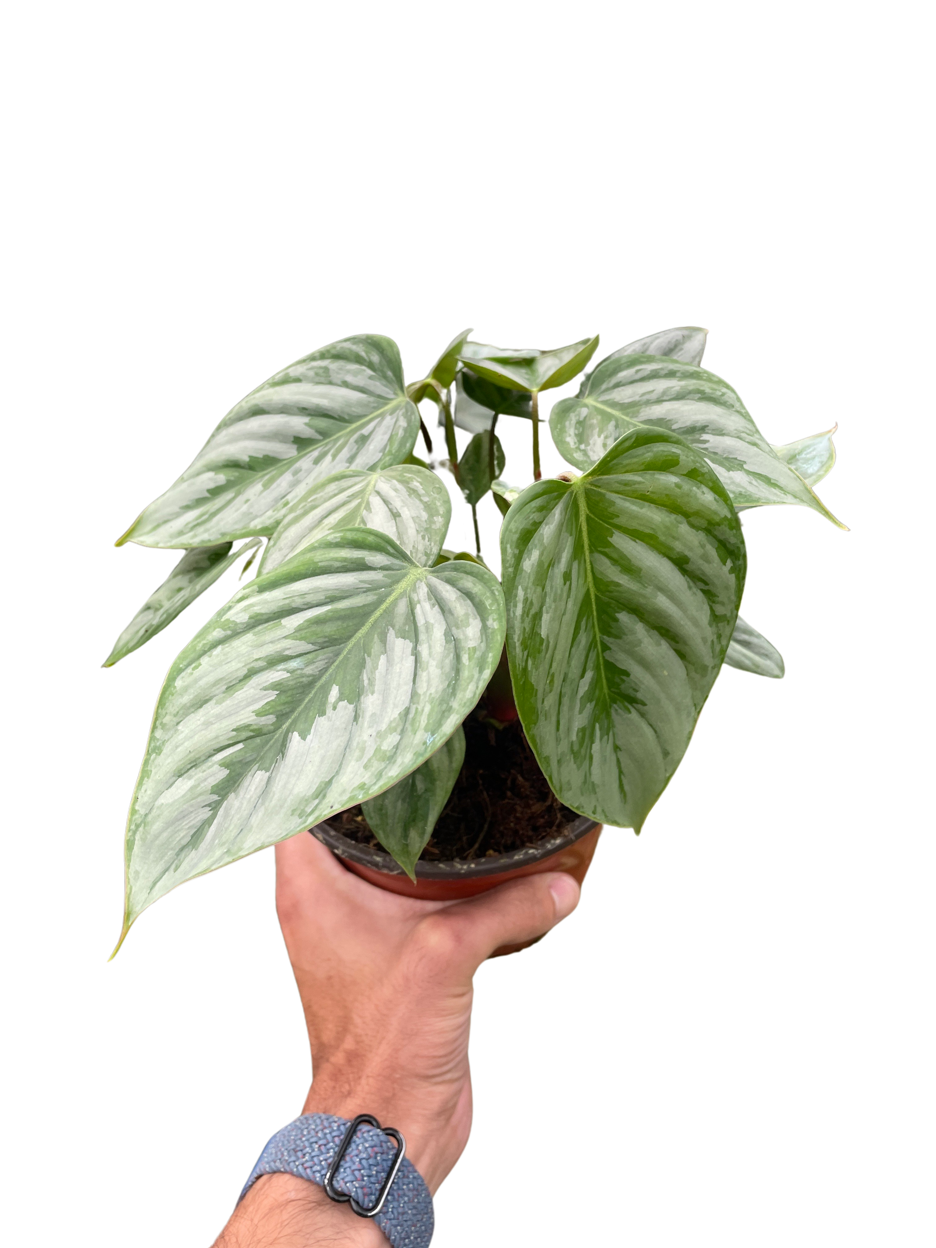 Philodendron 'Sodiroi'