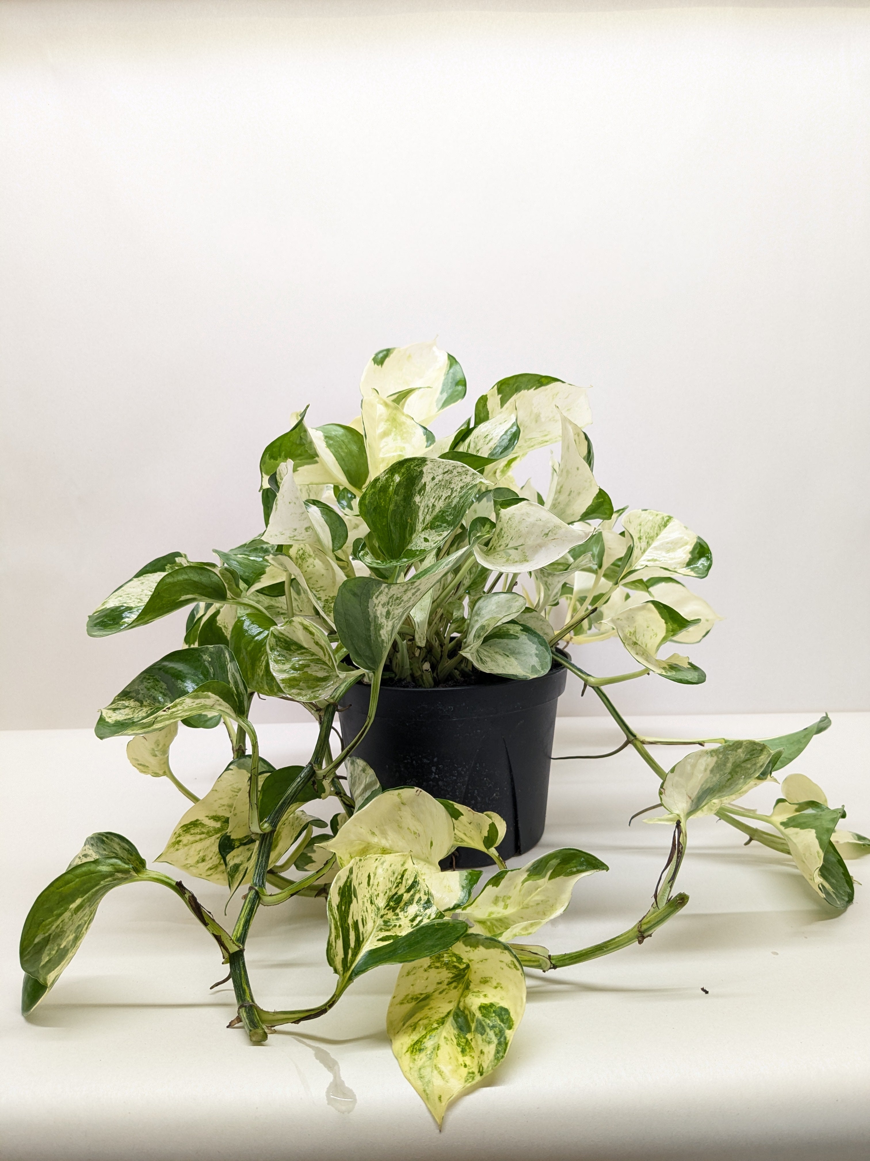 Pothos Manjula