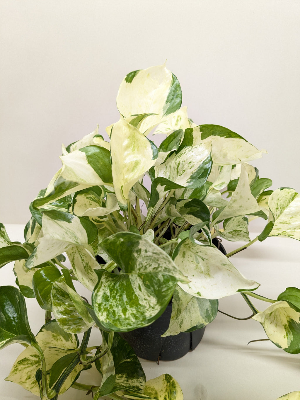 Pothos Manjula