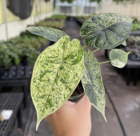 Alocasia Dragon Scale Mint Variegated 4in