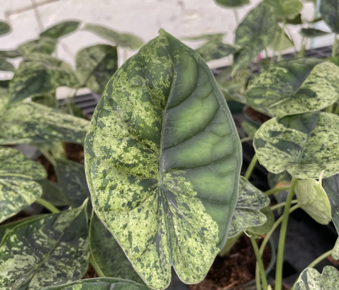 Alocasia Dragon Scale Mint Variegated 4in