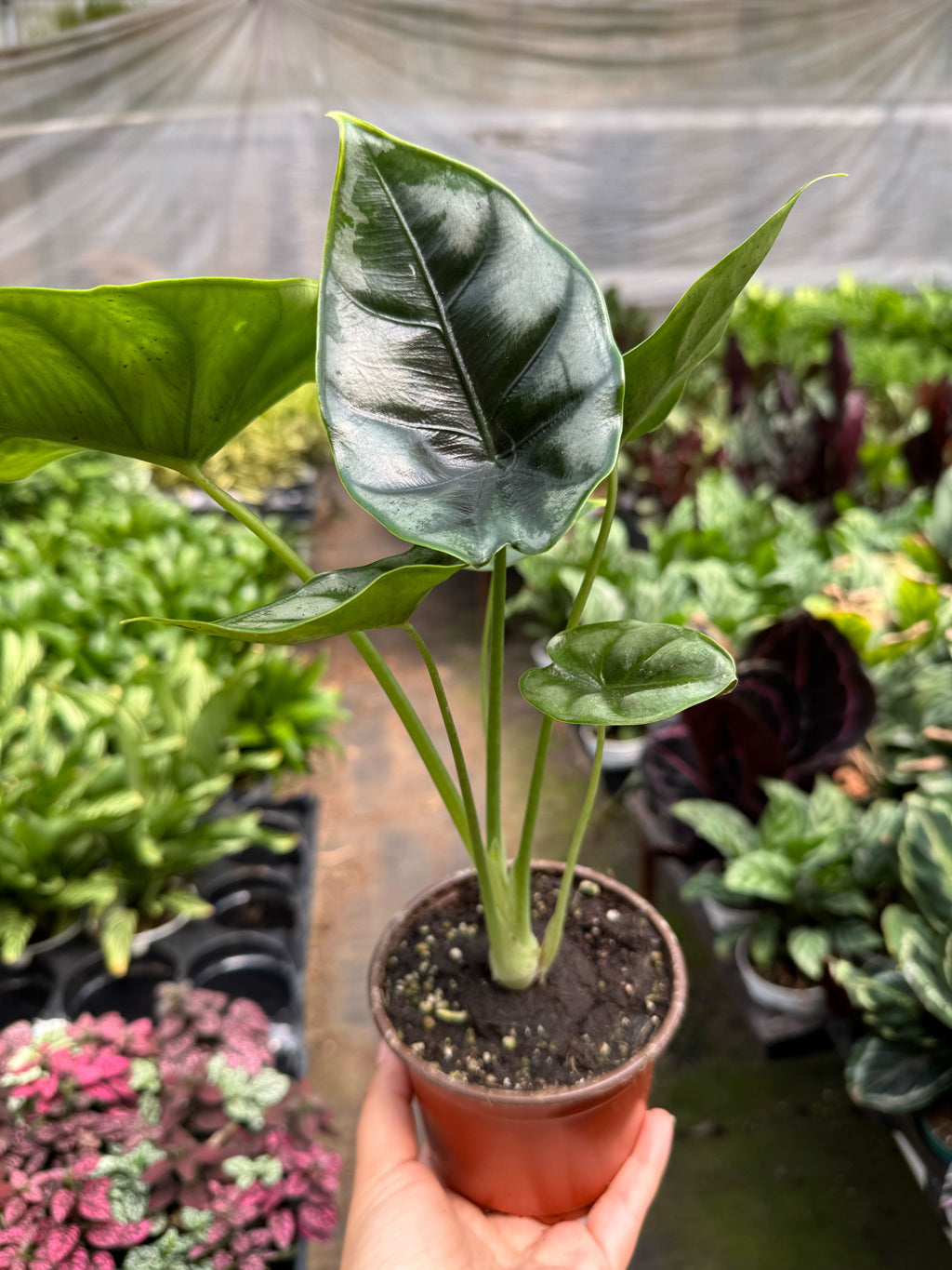 Alocasia 'Reversa'